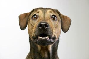 Portrait of an adorable mixed breed dog photo