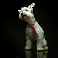 White funny dog in a dark studio photo