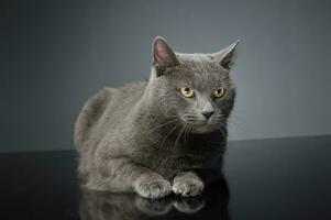 Blue Brit Cat in a dark studio photo