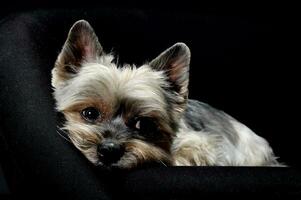 Studio shot of an adorable Yorkshire Terrier looking sad photo