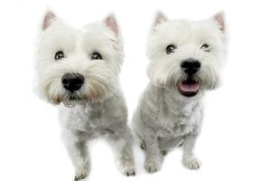 Studio shot of two cute west highland white terrier photo