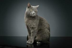 Blue Brit Cat in a dark studio photo