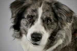 estudio Disparo de un linda frontera collie perrito foto