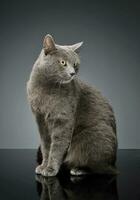 Studio shot of an adorable British shorthair cat photo