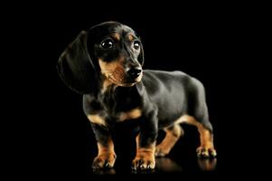 Studio shot of an adorable Dachshund puppy photo