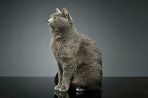 estudio Disparo de un adorable británico cabello corto gato foto