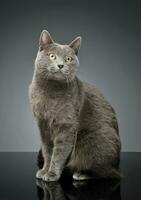 Studio shot of an adorable British shorthair cat photo