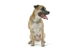 Studio shot of a lovely Staffordshire Terrier photo