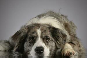 estudio Disparo de un linda frontera collie perrito foto