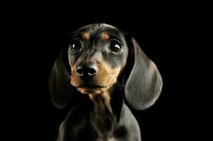 retrato de y adorable perro tejonero perrito foto