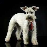 White funny dog in a dark studio photo