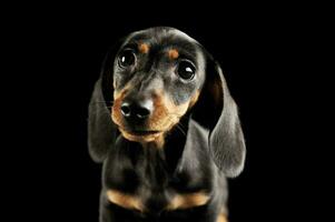 retrato de y adorable perro tejonero perrito foto