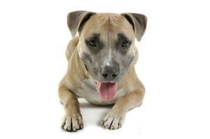 Studio shot of a lovely Staffordshire Terrier photo