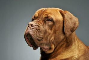 Portrait of an adorable Cane corso italiano photo