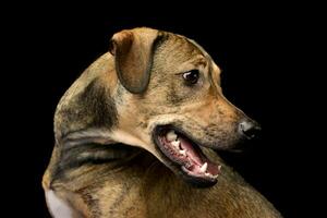 Portrait of an adorable mixed breed dog photo