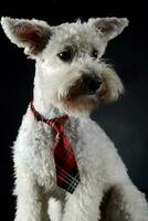 White funny dog in a dark studio photo