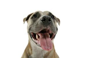 Studio shot of a lovely Staffordshire Terrier photo