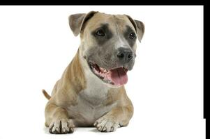 Studio shot of a lovely Staffordshire Terrier photo