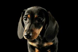 retrato de y adorable perro tejonero perrito foto