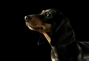 Portrait of and adorable Dachshund puppy photo