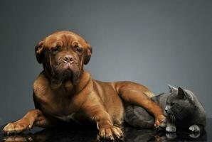 british shor hair cat and bourdeaux dog relaxing in studio photo