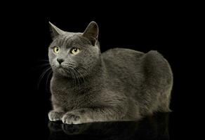 Studio shot of an adorable British shorthair cat photo