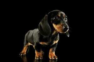 Studio shot of an adorable Dachshund puppy photo