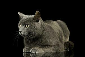 estudio Disparo de un adorable británico cabello corto gato foto