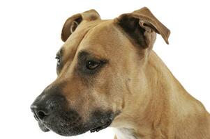 Studio shot of a lovely Staffordshire Terrier photo