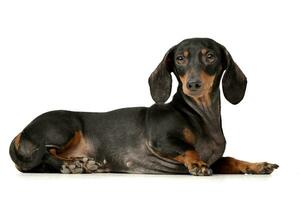 Studio shot of an adorable Dachshund dog photo