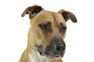 Studio shot of a lovely Staffordshire Terrier photo