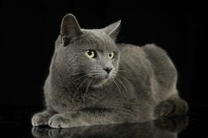británico corto pelo gato relajante en estudio foto