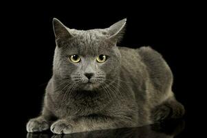 Studio shot of an adorable British shorthair cat photo