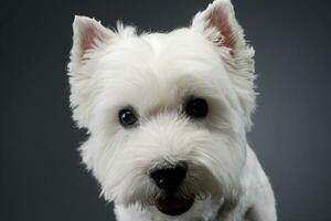 Portrait of a cute west highland white terrier photo