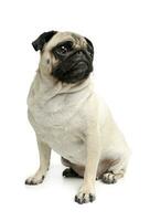 Studio shot of an adorable Pug or Mops sitting and looking up curiously photo