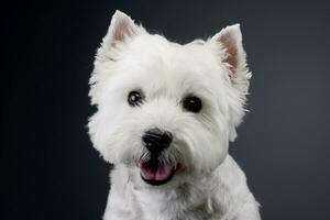 retrato de un linda Oeste tierras altas blanco terrier foto