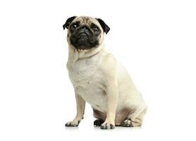 Studio shot of an adorable Pug photo