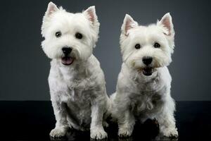 Studio shot of two cute west highland white terrier photo