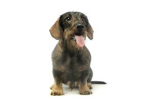 Studio shot of an adorable Dachshund photo