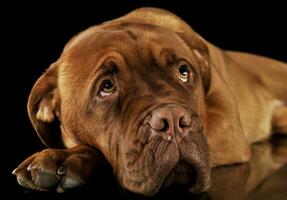 estudio Disparo de un adorable dogo Delaware Burdeos foto