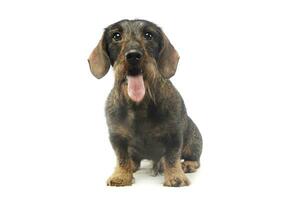 Studio shot of an adorable Dachshund photo