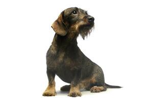 Studio shot of an adorable Dachshund photo