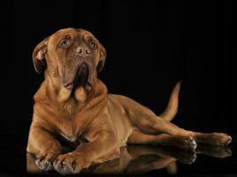 bordeaux dog relaxing in a black studio photo