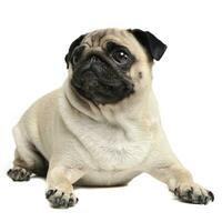 cute pug relaxing in a white photo studio