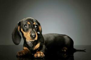 estudio Disparo de un adorable perro tejonero perrito foto