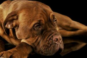 Studio shot of an adorable Dogue de Bordeaux photo