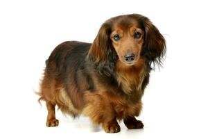 Studio shot of an adorable longhaired Dachshund photo