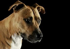 Studio portrait shot of a lovely Staffordshire Terrier photo