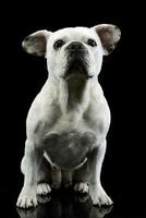 blanco francés buldog con gracioso orejas posando en un oscuro foto estudio