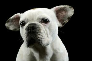 white french bulldog with funny ears posing in a dark photo studio